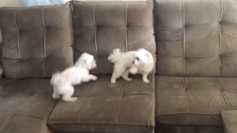 My dogs love to fight! Stark and Maya!