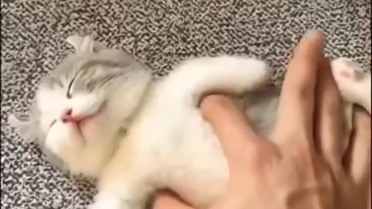 Cat 😺