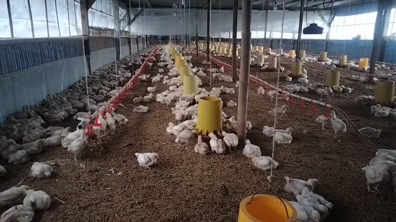 cara merawat ayam broiler u 15 hari