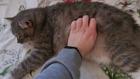 A Person Petting A Cat In The Bed