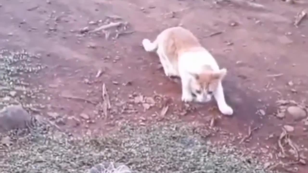 Funny animals