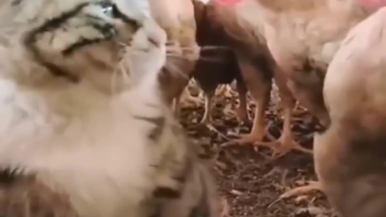 Funny video animals