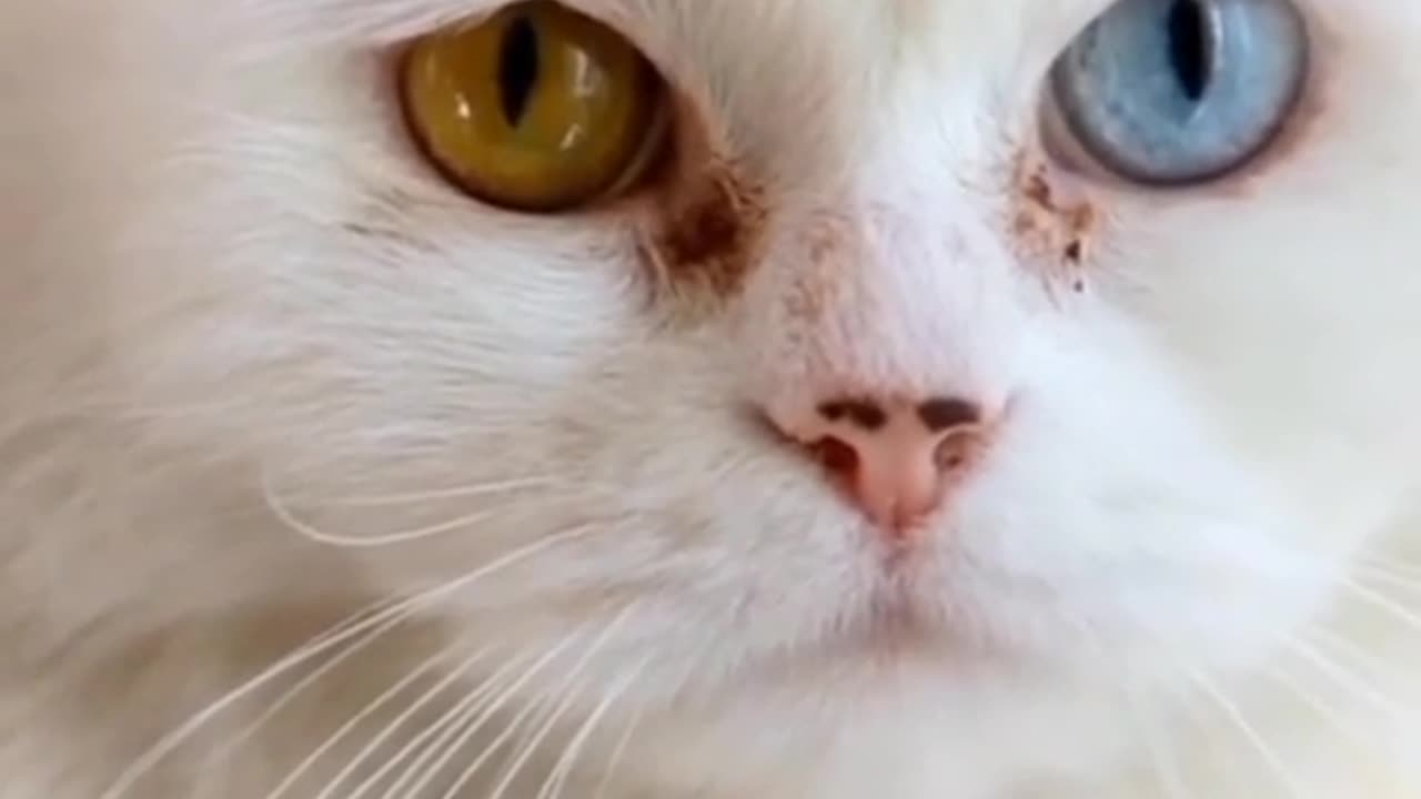 Cat video🐈🐈