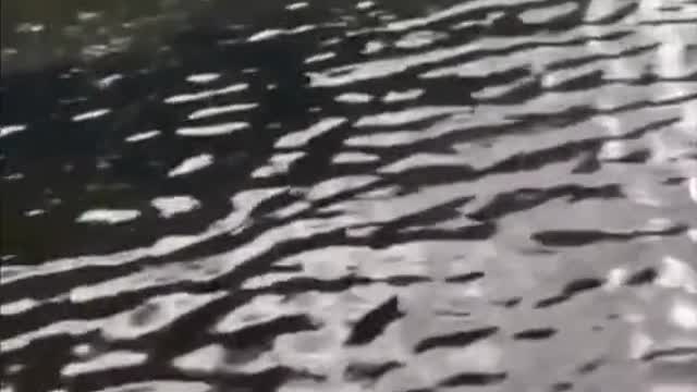 ANIMAIS QUE É IMPOSSÍVEL DE SE ESCAPAR😳