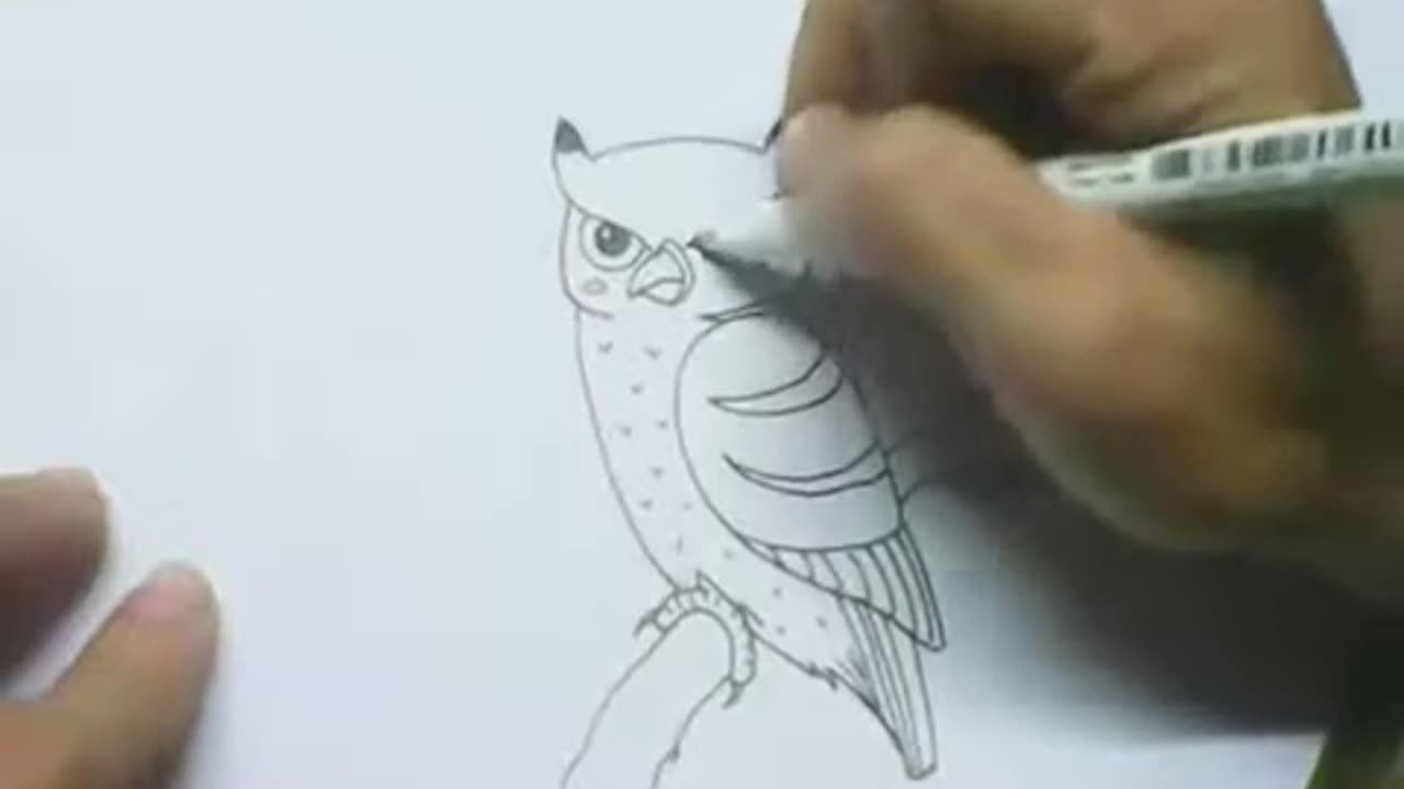 Drawing Cartoon Owl