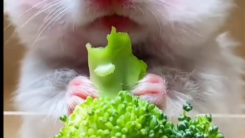 Funny Mouse eating 😂😂😂😂