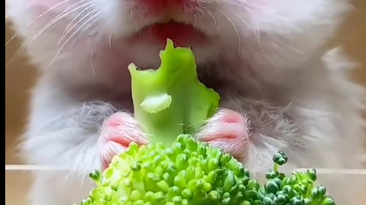 Funny Mouse eating 😂😂😂😂