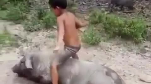 Riding A Hog Fail