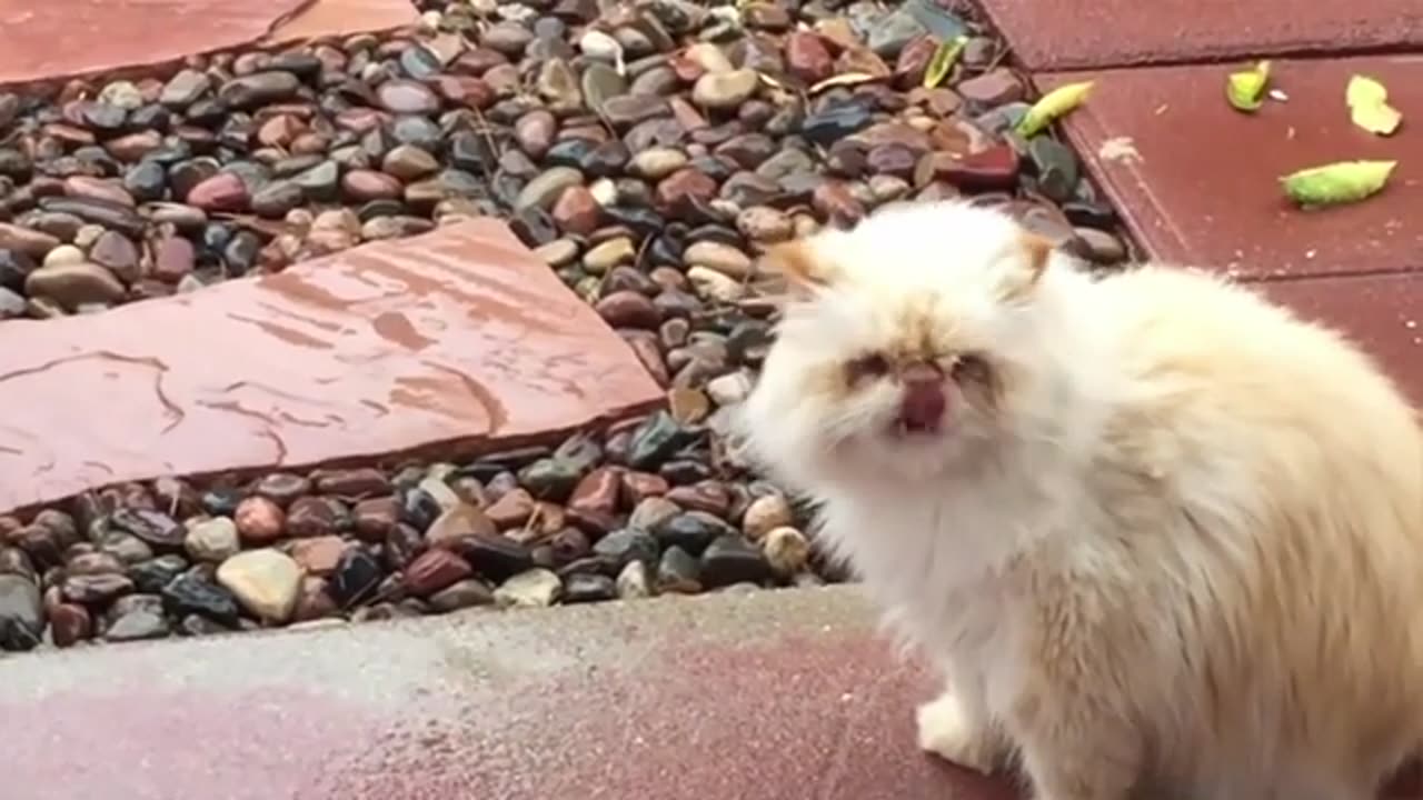 TN Se connecter 0:02 / 7:19 Funny Cats Will Make You Laugh For Hours!!!