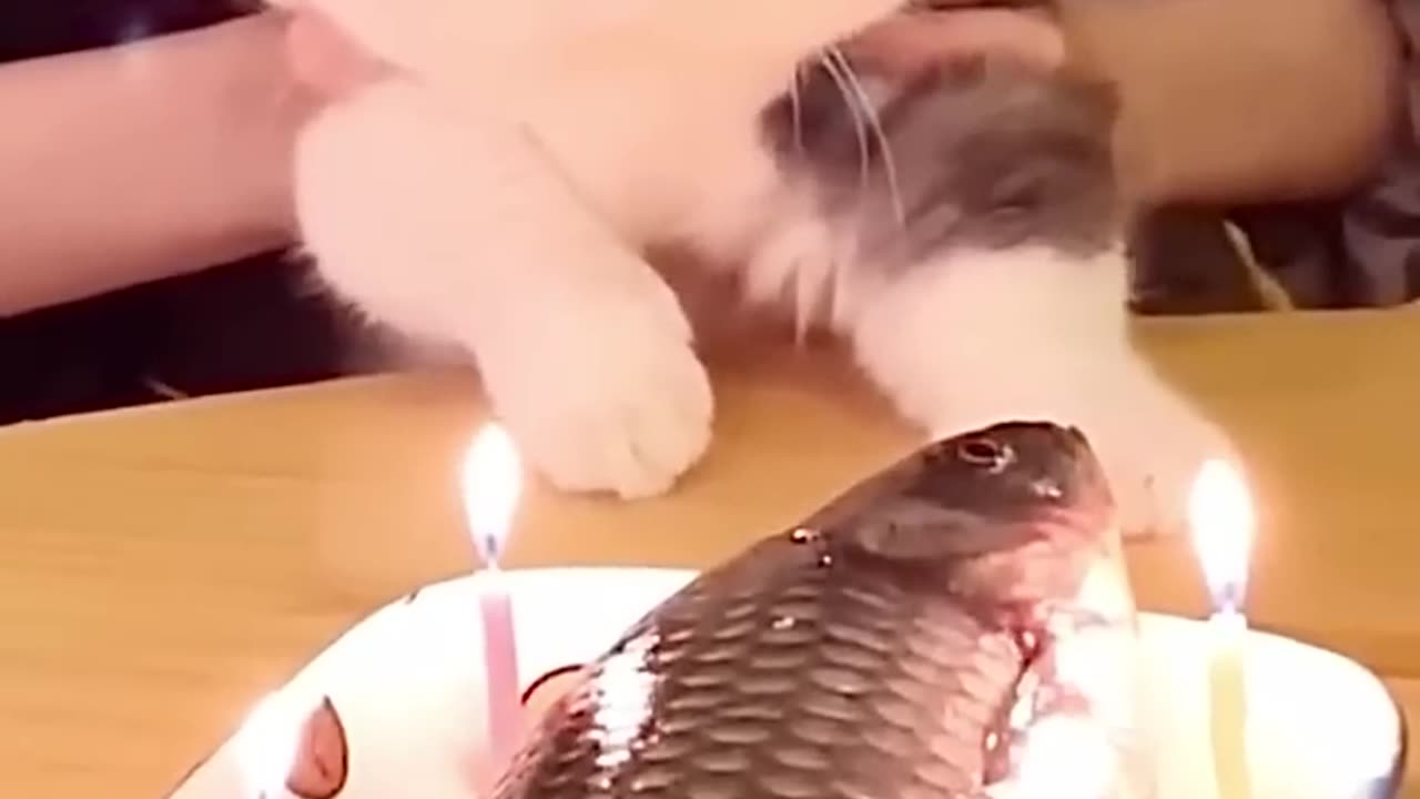 Cat saying thanks for the birthday