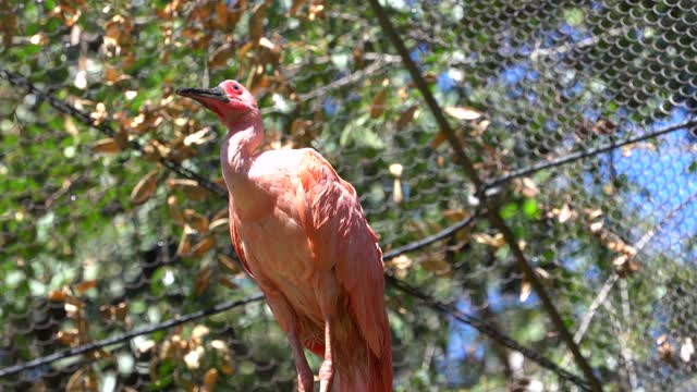 CatTV: Flamingo