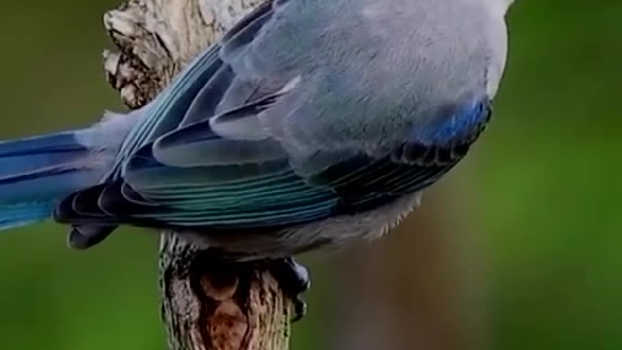 Blue traupis is widespread from Mexico to the north-west of Peru