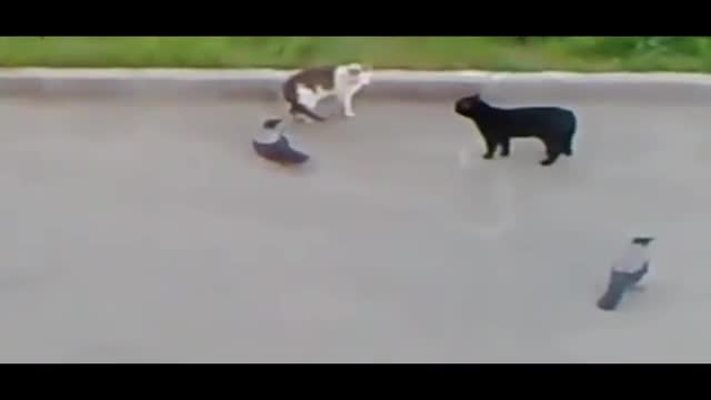 ‎ Crows Instigate & Start A Cat Fight!