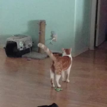 Squeeks and the "zoomies"