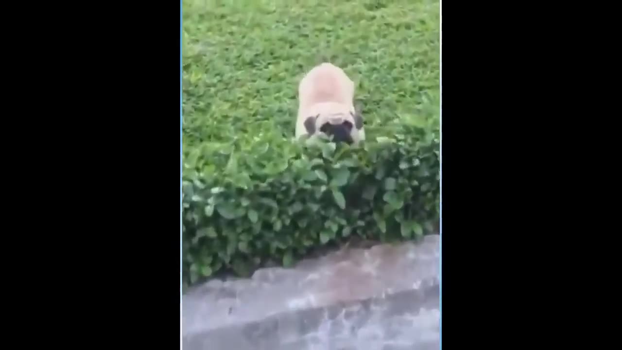 Wonderful Animals Part 13