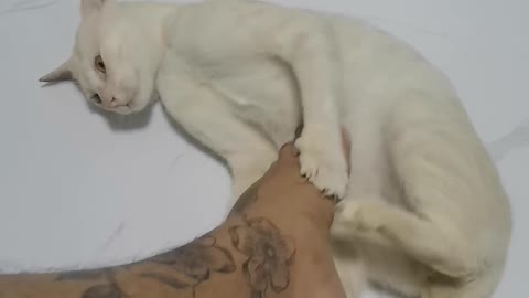 Cuties cat