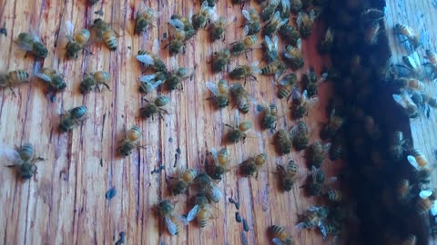 Bee Hive Up Close!