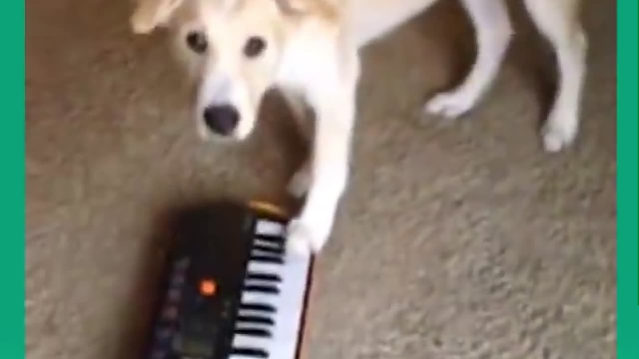 Try Not To Laugh Challenge - Funny Cat & Dog Vines