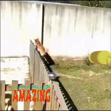 Hilarious Dog Moments That Will Make Your Day