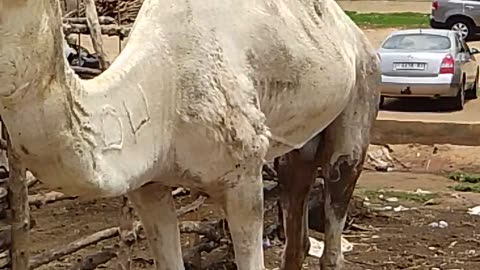 Chameau 🐫 à Lomé