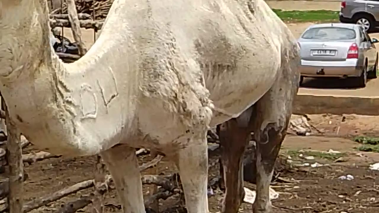 Chameau 🐫 à Lomé