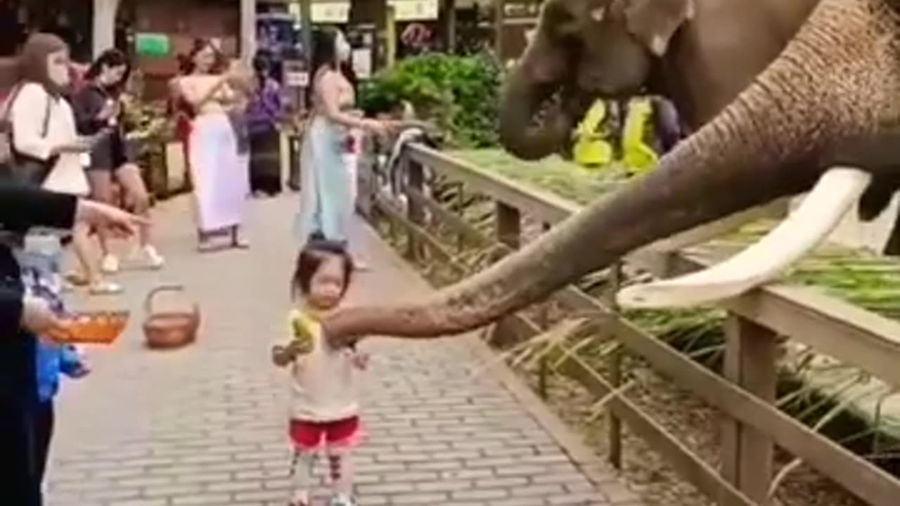 Elephant and children enjoy