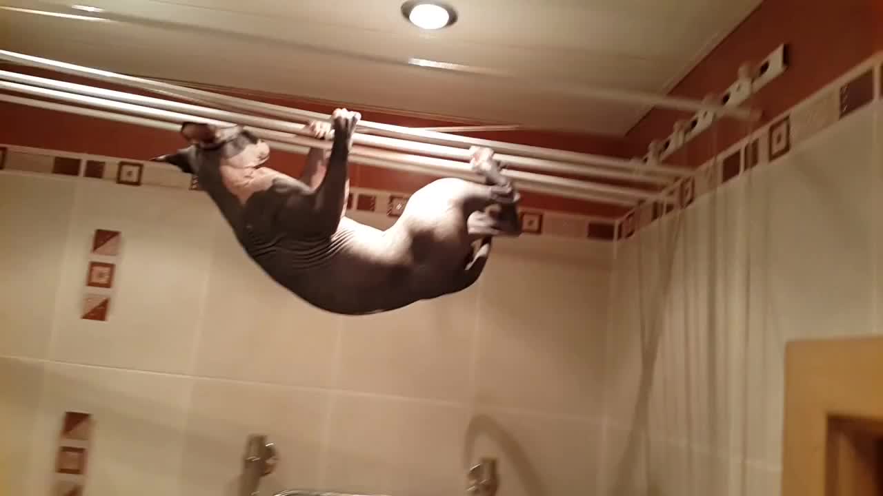 Cat acrobat