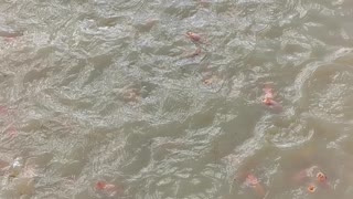 Many fish in the pond