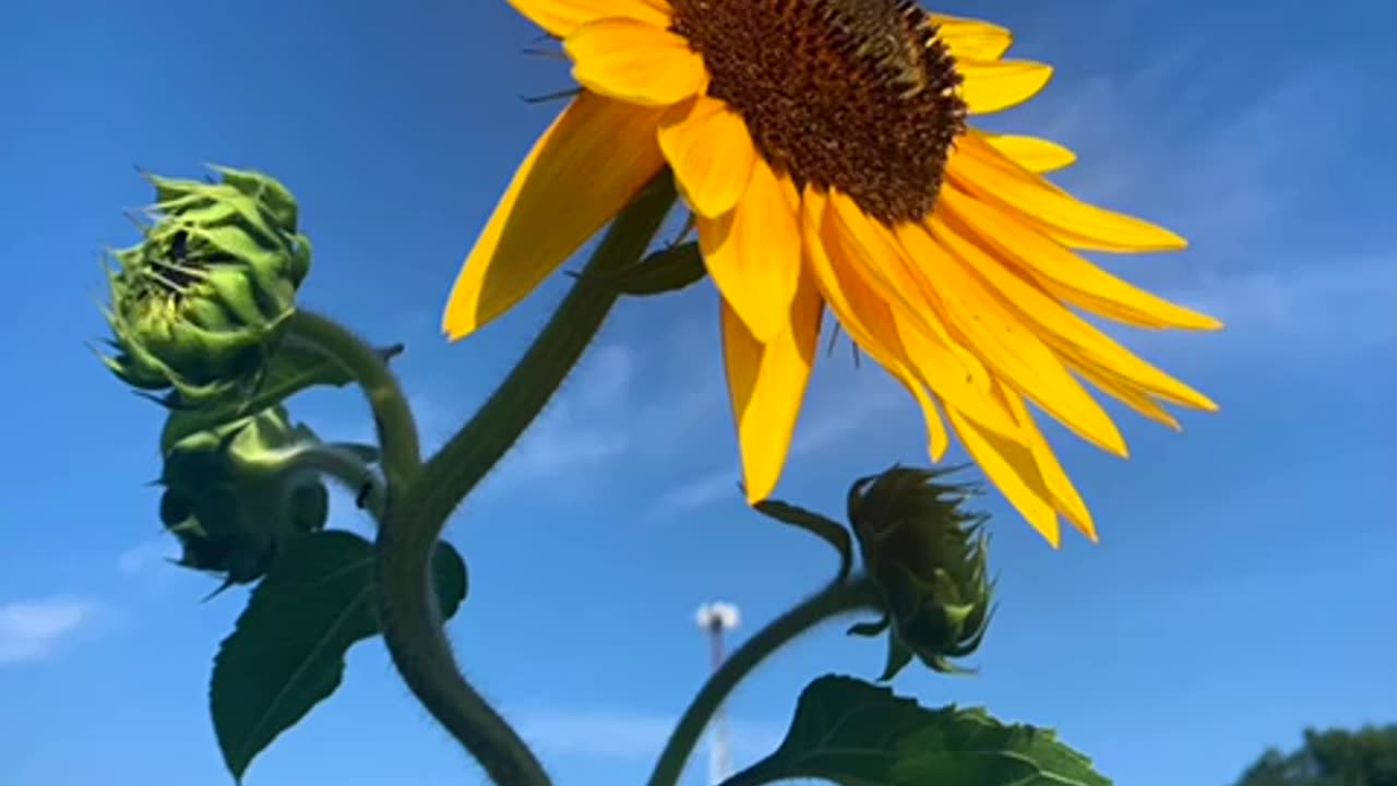 Peace In the Summertime Garden