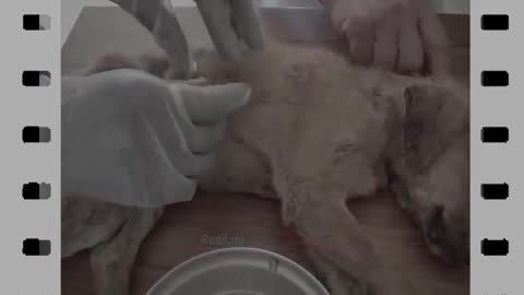 😳​😳​😳​ Animal Rescue Rescue poor puppy and Psoriasis treatment dog small dog