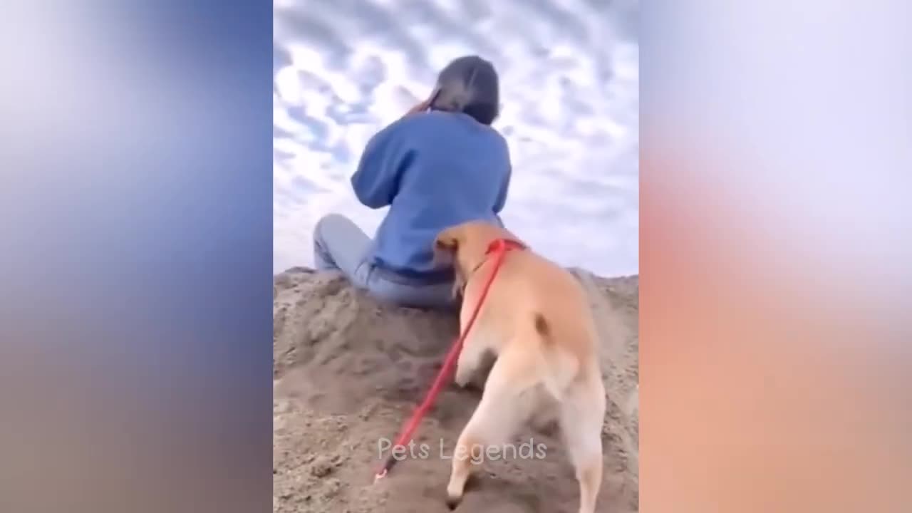 Funny animal videos 2023