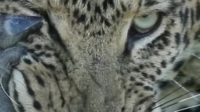 The leopard