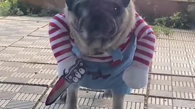 Pug in Spooky Costume Stares