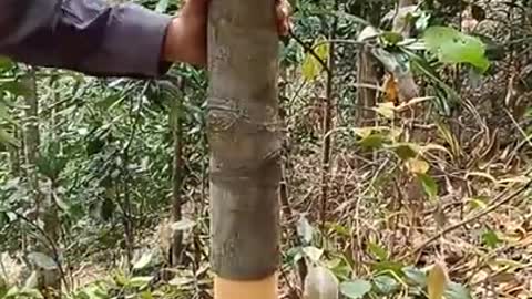 This Is How Cinnamon Harvested