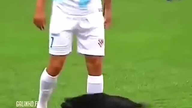 Animals in Football 😍