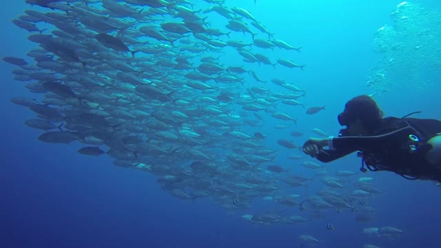 Visiting the Wonders of the Ocean