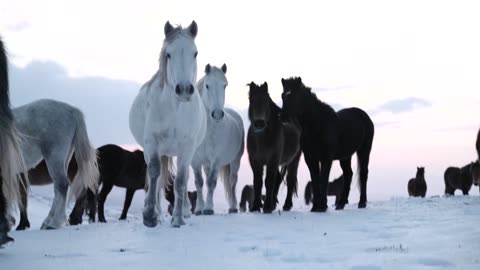 Wild Horses Livno 30