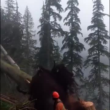 CUTTING TREES WAS GONNA GO WORNG