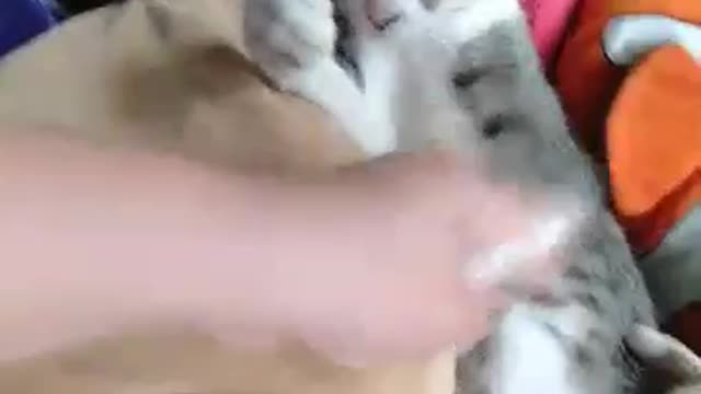 My CAT feels so sleepy though. You can't wake her up.