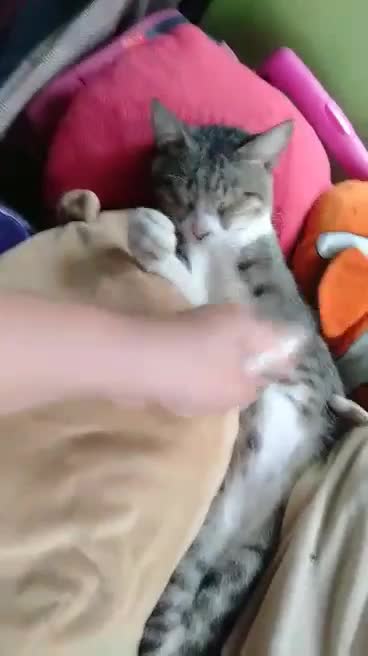 My CAT feels so sleepy though. You can't wake her up.