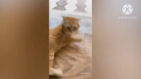 Funny animals - Funny cats / dogs - Funny animals video 5