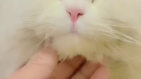 Cute and funny cat video.