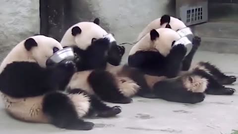 panda club