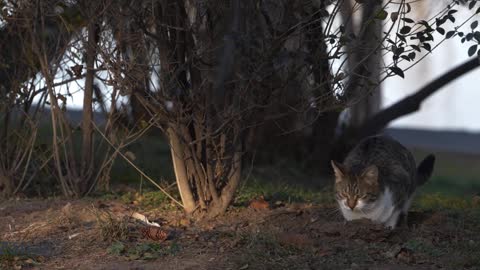 Cat video