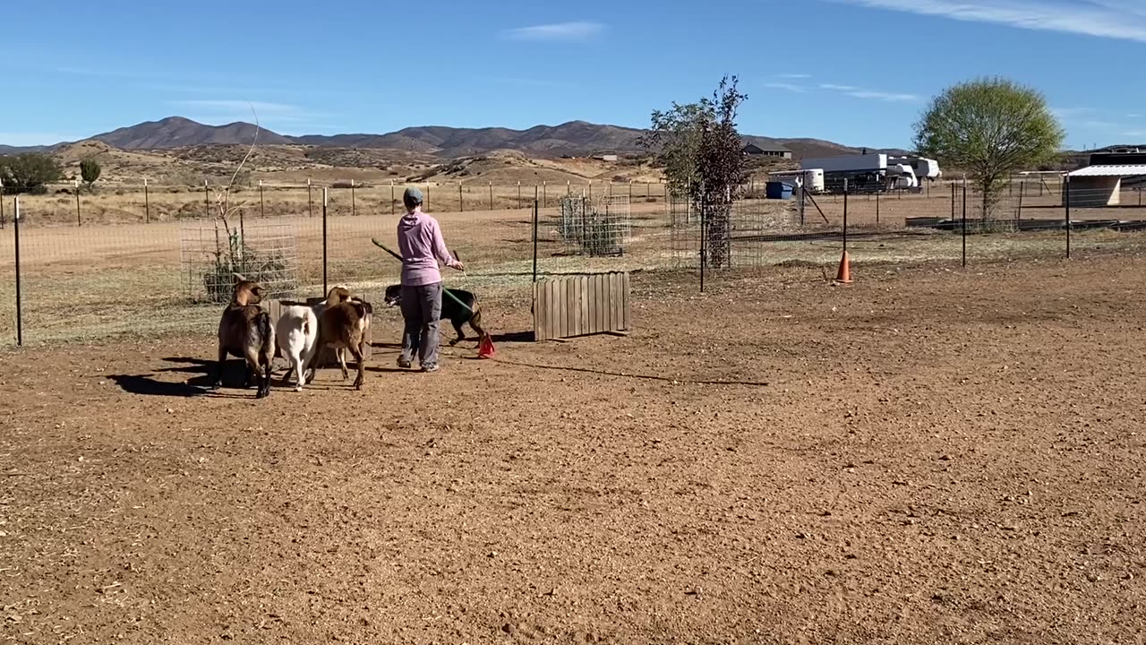 ‘Cuda’s 2nd Herding lesson