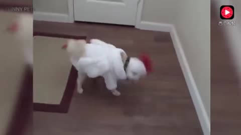 funny pets