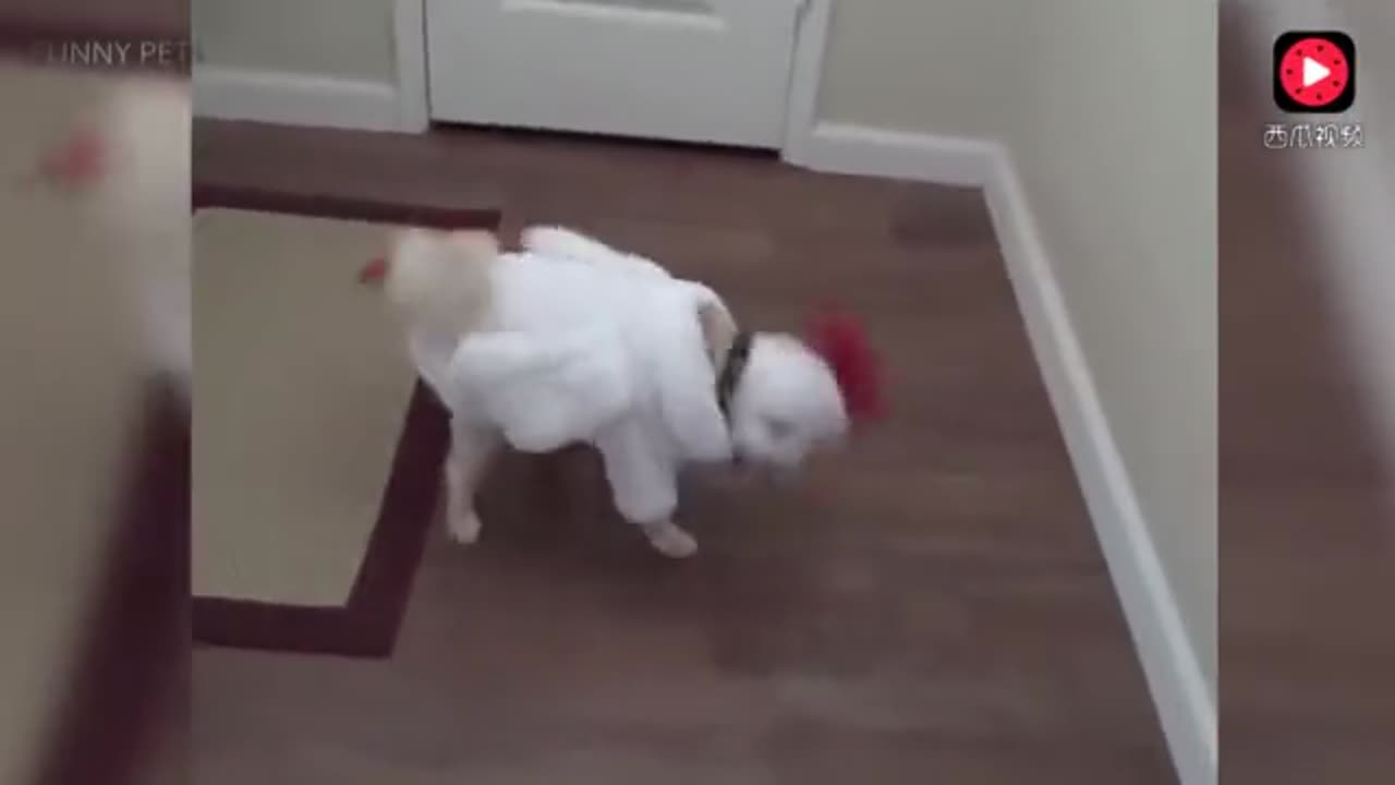 funny pets