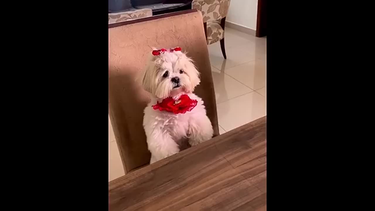 Masti comedy wale Animal video