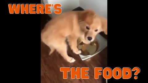 Puppy asking for food