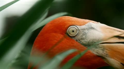 Portrait of a flamingo looking around